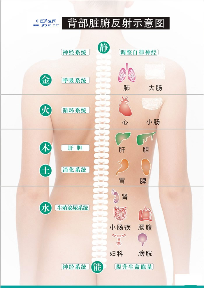 背部反射区