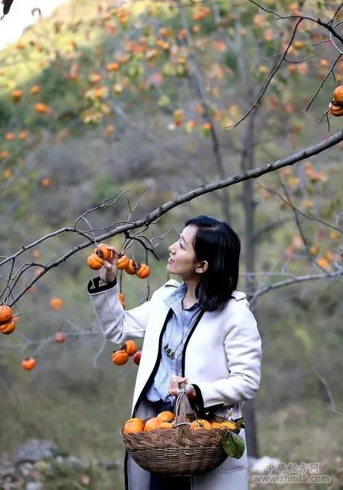 女性吃柿子的好处 吃柿子的禁忌事项