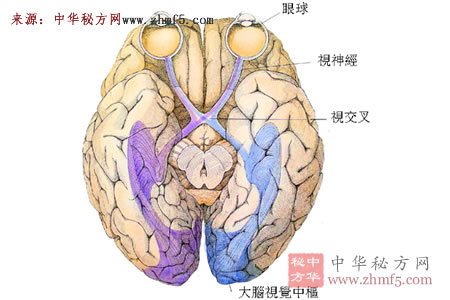 视神经萎缩